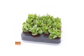 Crassula arborescens curly green SuPure® XXL WOODS