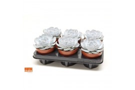 Echeveria lilacina SuPure® pearls 6gts