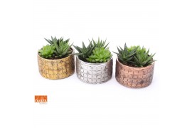 Haworthia mix SuPure® bowl in Nairobi ROCKS