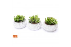 Crassula mix SuPure® bowl in Marrakesh WOODS