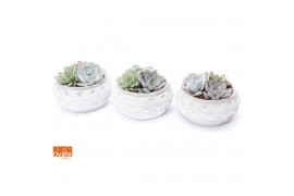 Echeveria mix SuPure® bowl in Marrakesh pearls