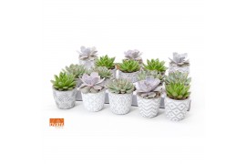 Echeveria mix SuPure® in Stockholm pearls