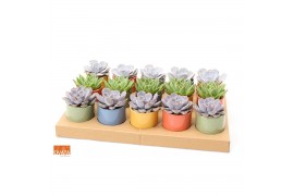 Echeveria mix SuPure® in Valencia pearls