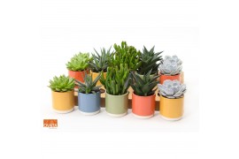 Succulenten mix SuPure® - Succulent mix in Valencia