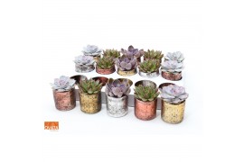 Echeveria mix SuPure® in Dakar pearls