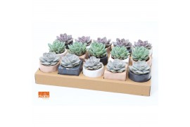 Echeveria mix SuPure® in Davos pearls