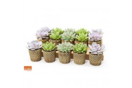 Echeveria mix SuPure® in Havana pearls