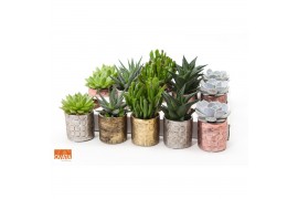 Succulenten mix SuPure® - Succulent mix in Dakar