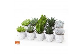 Succulenten mix SuPure® - Succulent mix in Stockholm