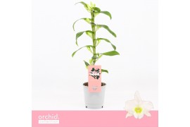 Dendrobium nobile spring dream star class apollon 1 tak compact Orchid