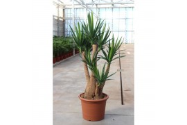 Yucca elephantipes Vertakt