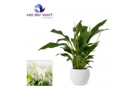 Spathiphyllum strauss 3+ bloem - Bolpot keramiek Wit, Ultimo