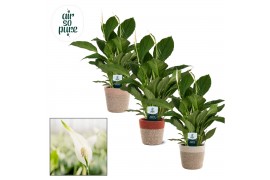 Spathiphyllum vivaldi 3+ bloem - Jelle mand, Essential