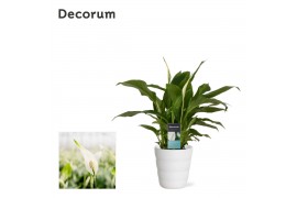 Spathiphyllum chopin 3+ bloem - Laura keramiek, Decorum