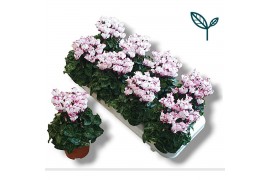 Cyclamen pers. metis victoria Cyclamen Premium Victoria Wit Roze