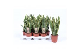 Sansevieria trifasciata laurentii