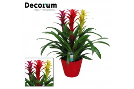 Arrangementen bromelia mix 3pp Carnaval - Rood keramiek