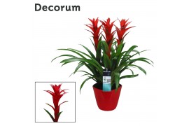 Arrangementen bromelia mix 3pp - Rood keramiek