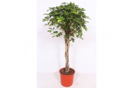 Schefflera gold capella vlechtstam