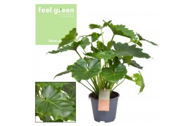 Philodendron shangri la feel green