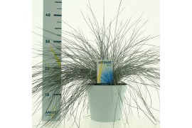 Festuca glauca intens blue