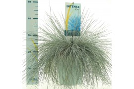 Festuca glauca intens blue