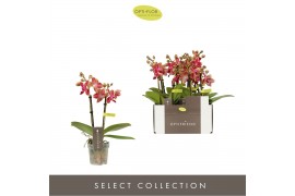 Phalaenopsis multiflora rood Optifriend red 2spike