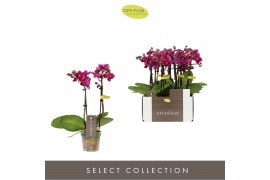 Phalaenopsis multiflora paars Optifriend 2spike