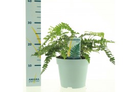 Polystichum polyblepharum Jade