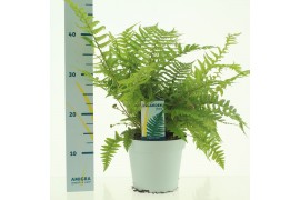 Dryopteris affinis