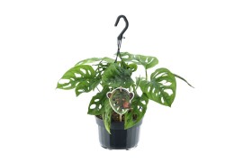 Monstera adansonii Monkey Leaf - Hangpot