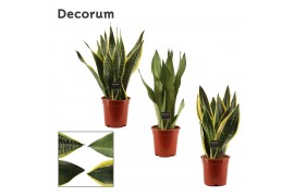 Sansevieria trifasciata super mix decorum