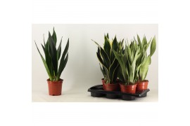 Sansevieria trifasciata Sansevieria Super mix 17 cm