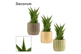 Sansevieria temple crown in liam nature world decorum