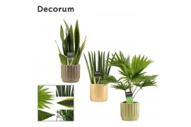 Groene planten mix in liam nature world decorum