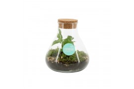 Arrangementen kamerplanten 90643: Terrarium arrangement