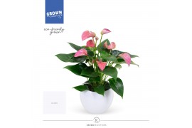 Anthurium andr. karma pink jl-lisawit-18 wit lisa keramiek,6 bl.