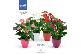 Anthurium andr. karma mix in mix keramiek