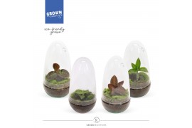 Jewel orchid karma jewels mix terrarium