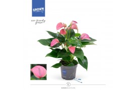 Anthurium andr. joli