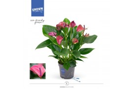 Anthurium andr. karma purple