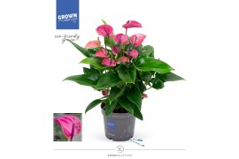 Anthurium andr. karma purple