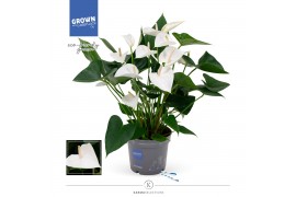 Anthurium andr. karma white