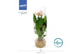 Arrangementen anthurium KARMA Pulse | Aqua di Karma | Sky 50 cm