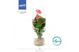 Arrangementen anthurium KARMA Pink | Aqua di Karma | Sky 50 cm