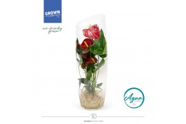 Arrangementen anthurium KARMA Red | Aqua di Karma | Sky 50 cm