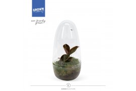 Macodes petola jewel orchid karma garnet, anoectochilus terrarium