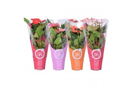 Anthurium andr. mix MoreLips