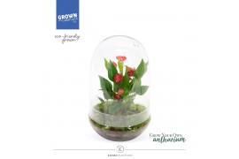 Arrangementen anthurium KARMA Million | Terrarium | Veenvrij