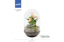 Arrangementen anthurium Karma Hotlips | Terrarium Egg 1 pp 3 bl.